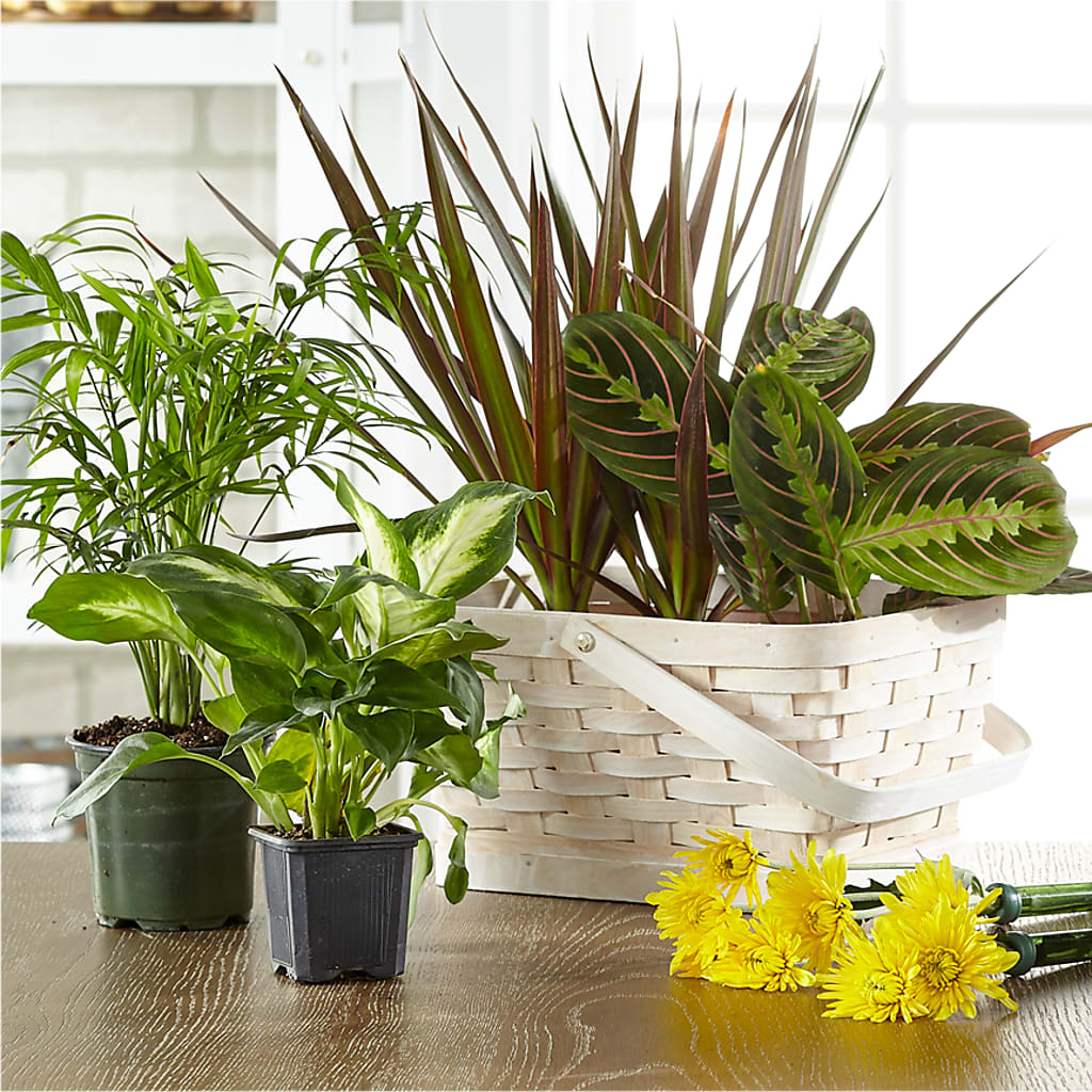 Florist Designed Blooming and Green Plants in a Basket – FRIEND'S FLOWERS, Los Angeles CA