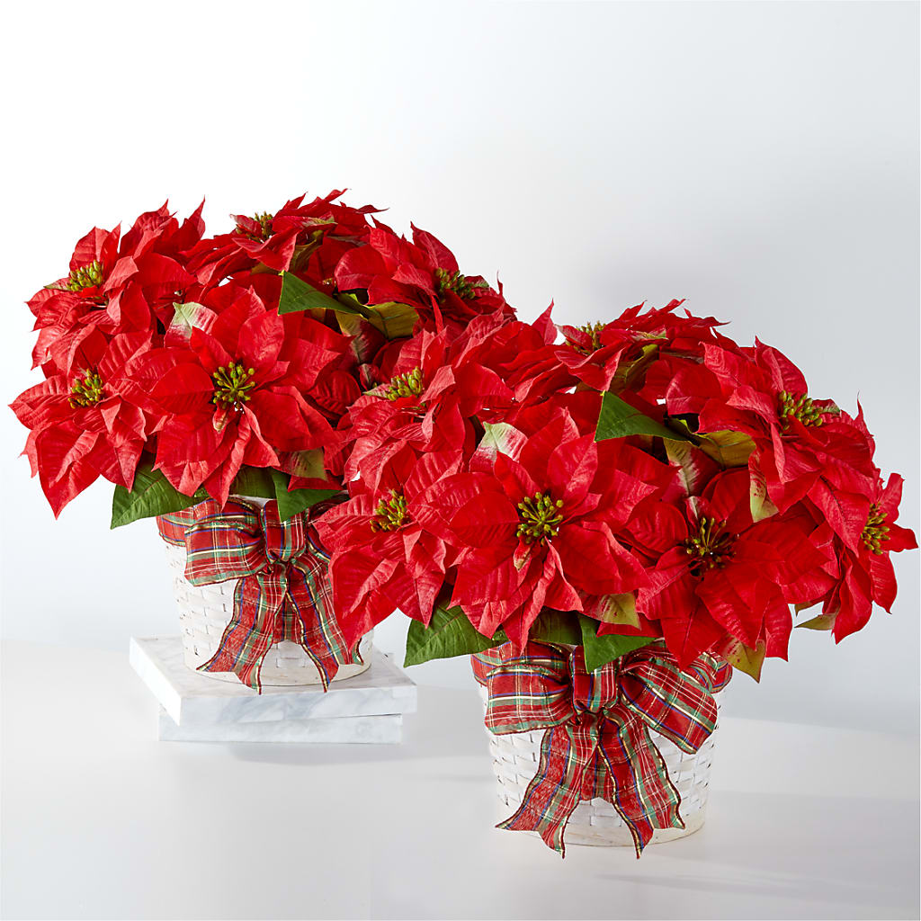 Happiest Holidays Poinsettia Bundle – FRIEND'S FLOWERS, Los Angeles CA
