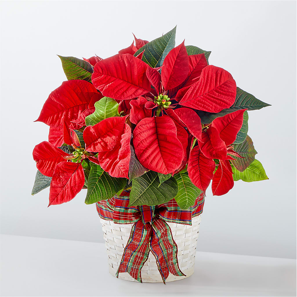 Happiest Holidays Poinsettia – FRIEND'S FLOWERS, Los Angeles CA