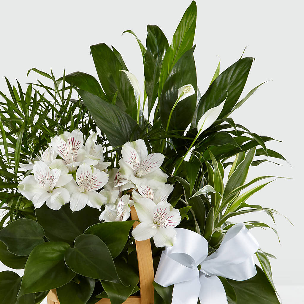 Peace & Serenity Dishgarden – FRIEND'S FLOWERS, Los Angeles CA