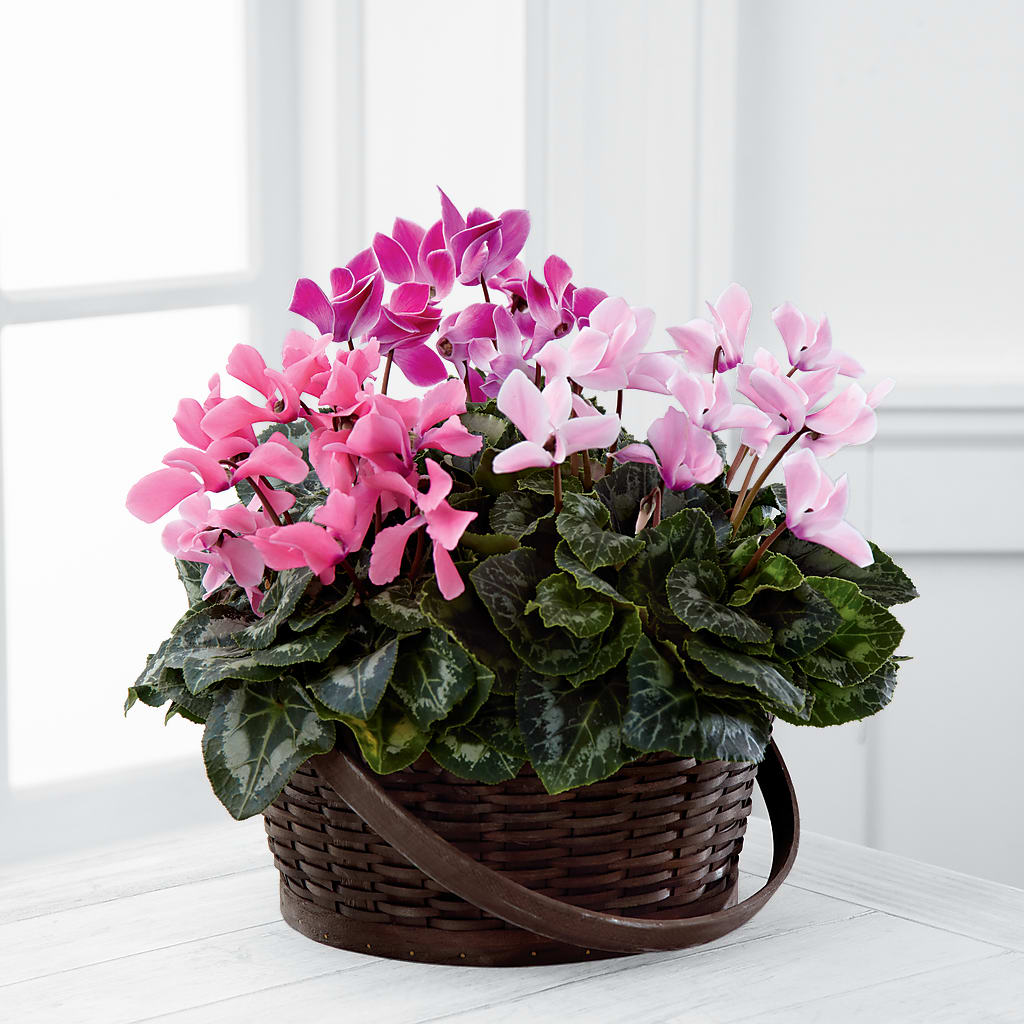 Mixed Cyclamen Planter – FRIEND'S FLOWERS, Los Angeles CA