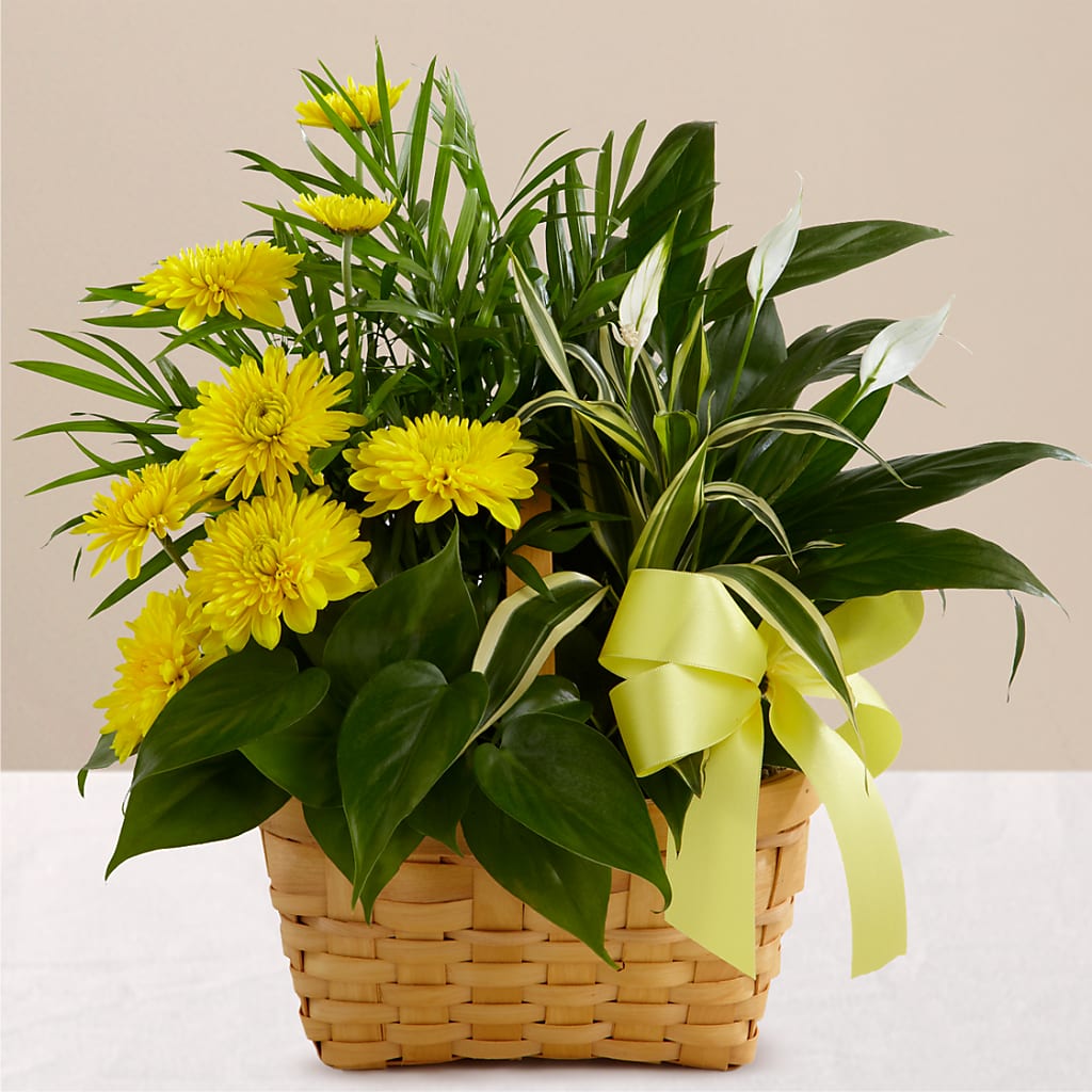 Loving Light Dishgarden – FRIEND'S FLOWERS, Los Angeles CA