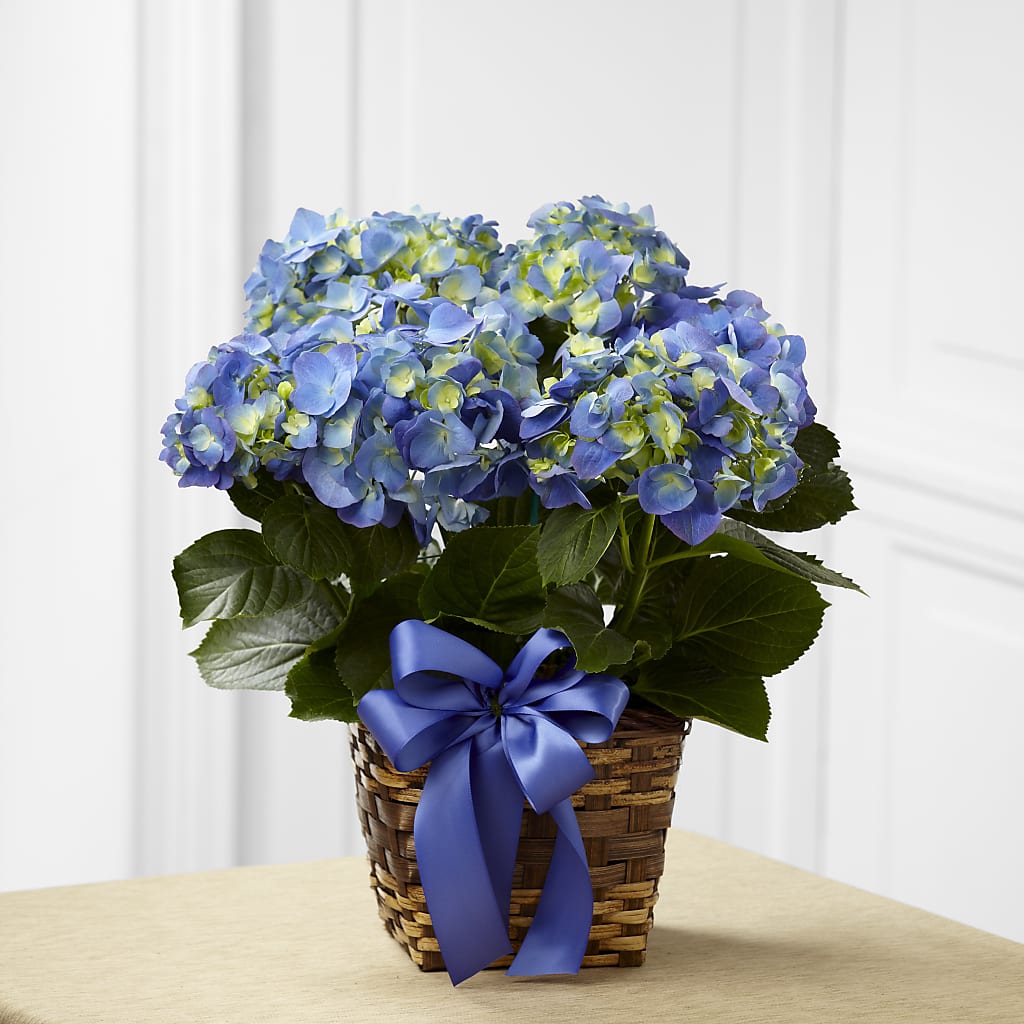 Blue Hydrangea Planter – FRIEND'S FLOWERS, Los Angeles CA