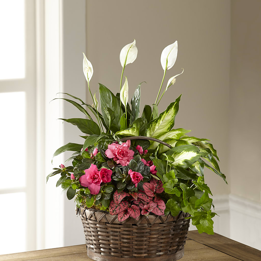 Dream in Pink Dishgarden – FRIEND'S FLOWERS, Los Angeles CA
