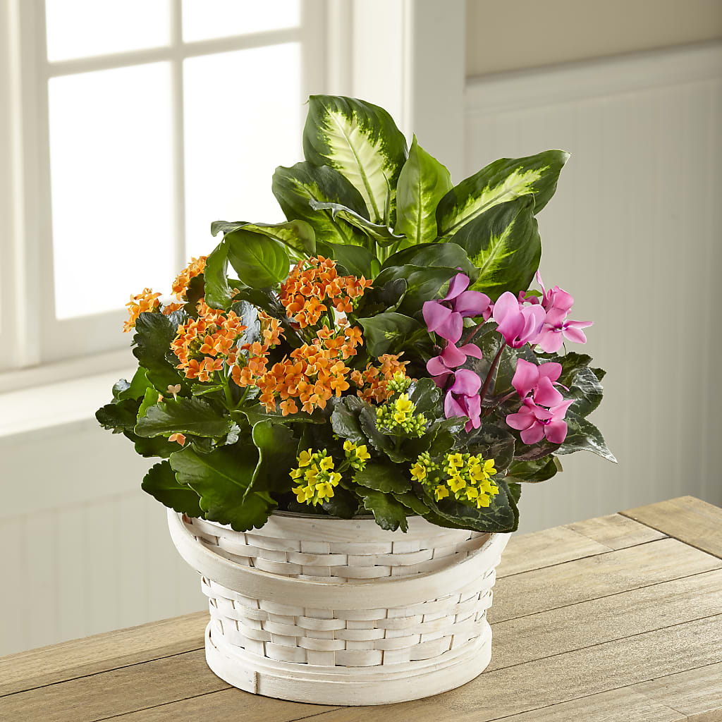 Color Crush Dishgarden – FRIEND'S FLOWERS, Los Angeles CA