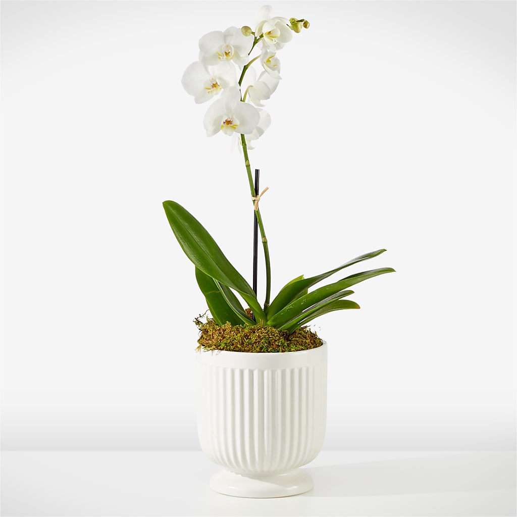 Whispering White Orchid – FRIEND'S FLOWERS, Los Angeles CA