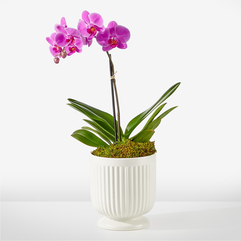 Friendly Fuchsia Orchid – FRIEND'S FLOWERS, Los Angeles CA