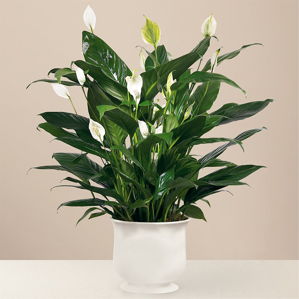 Comfort Planter – FRIEND'S FLOWERS, Los Angeles CA