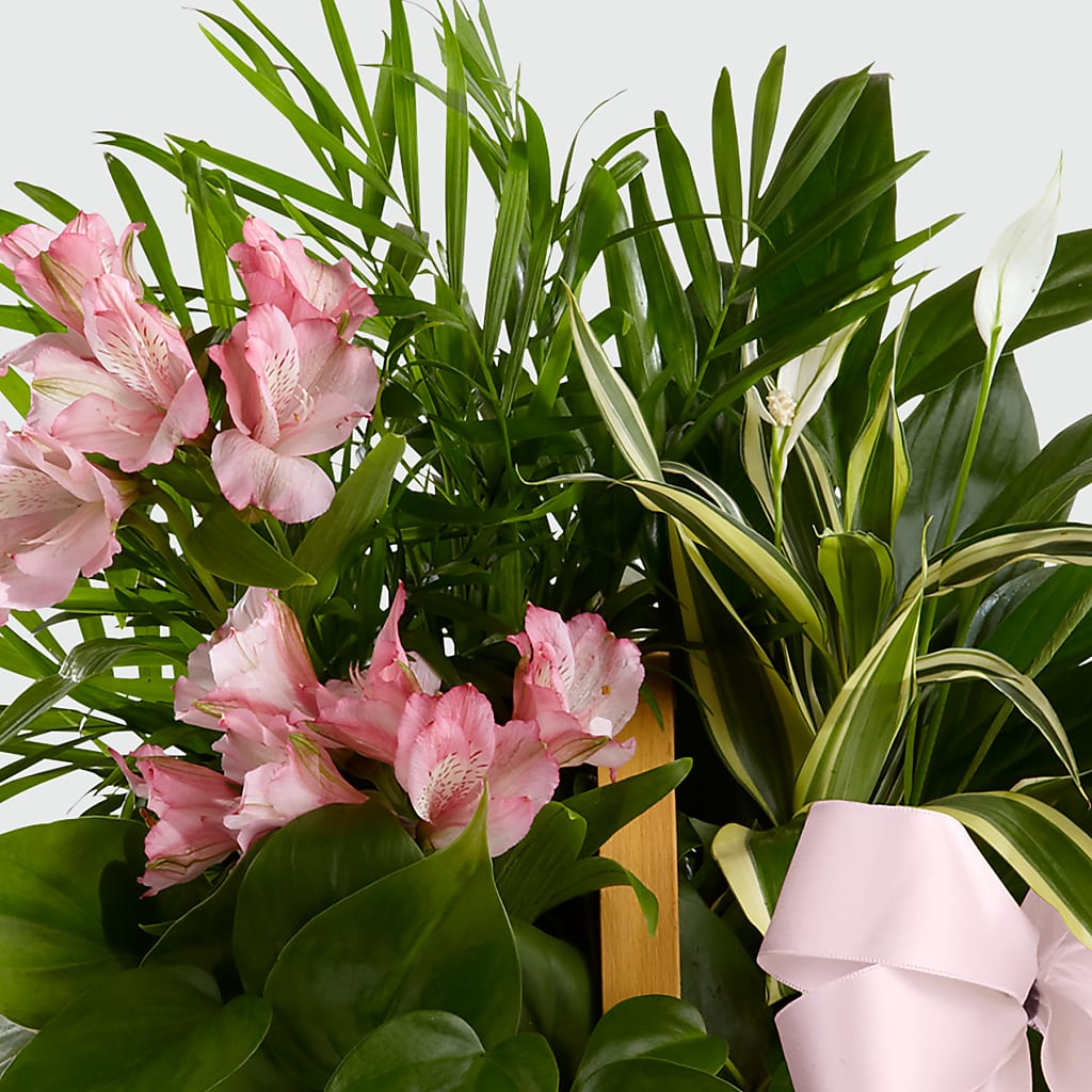 Living Spirit Dishgarden – FRIEND'S FLOWERS, Los Angeles CA