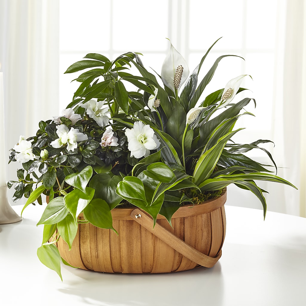 Serene Dishgarden – FRIEND'S FLOWERS, Los Angeles CA