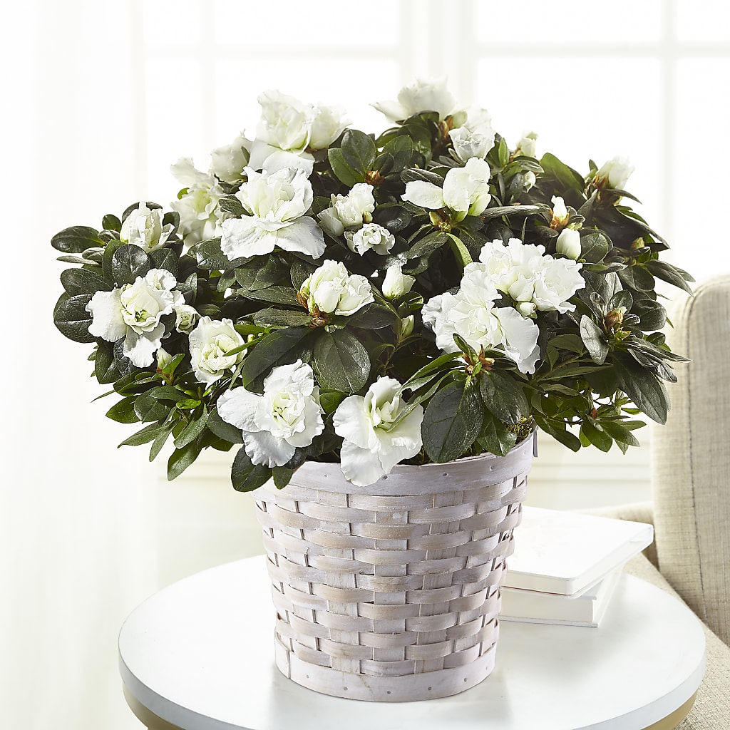 White Azalea Plant – FRIEND'S FLOWERS, Los Angeles CA