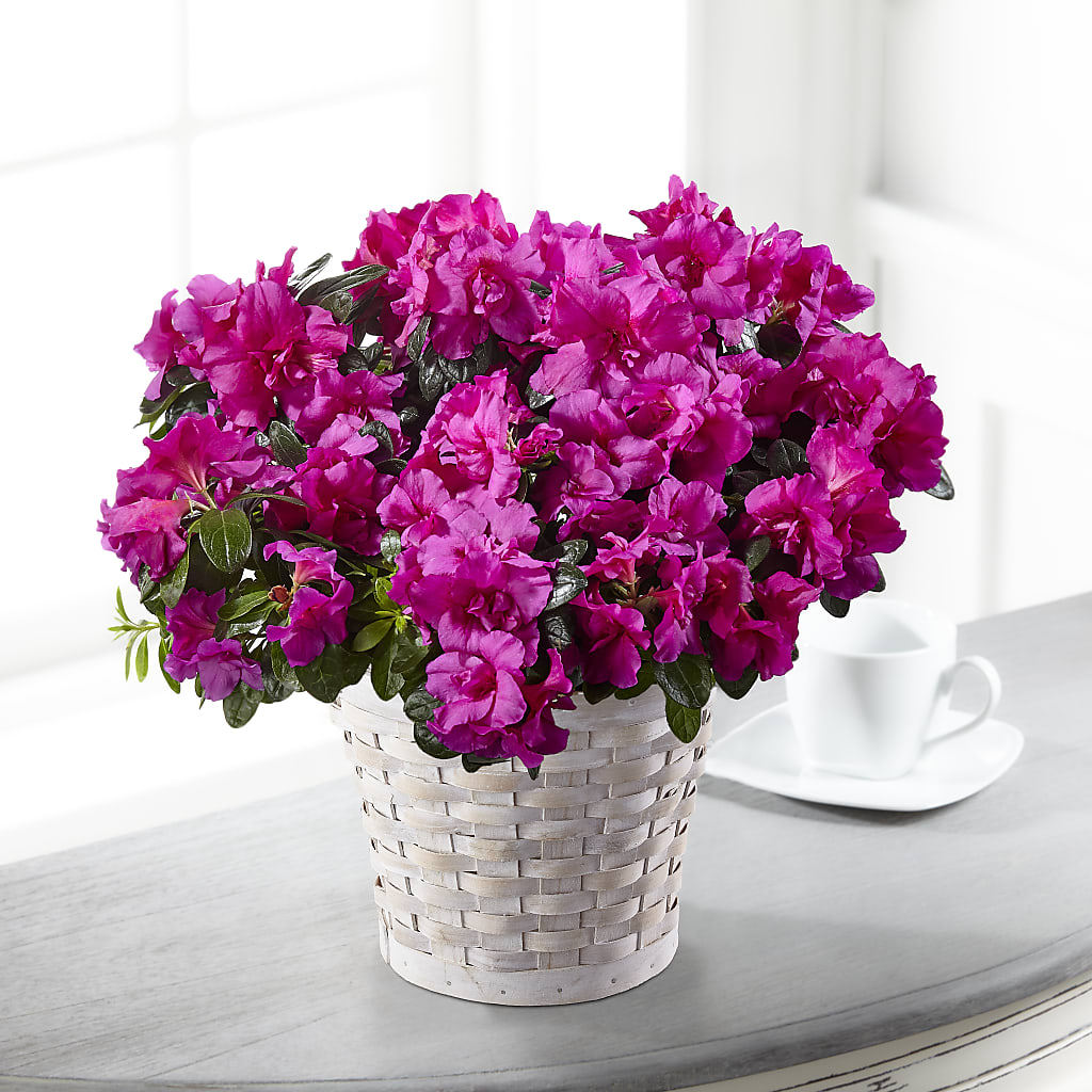 Hope & Serenity Azalea Plant – FRIEND'S FLOWERS, Los Angeles CA