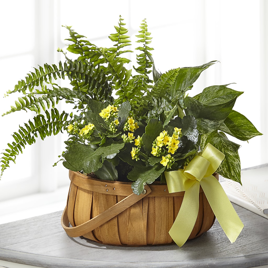 Always Dear Dishgarden – FRIEND'S FLOWERS, Los Angeles CA