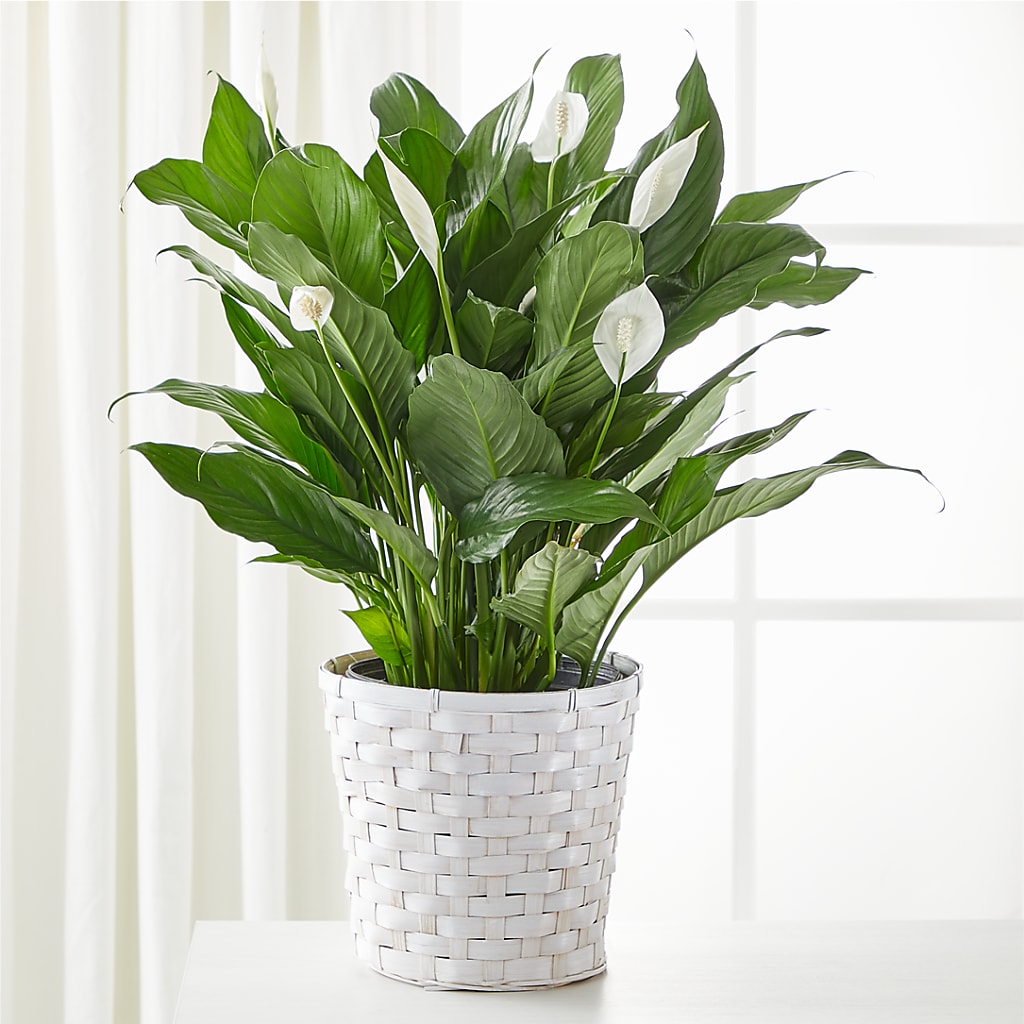 A New Leaf Peace Lily – FRIEND'S FLOWERS, Los Angeles CA