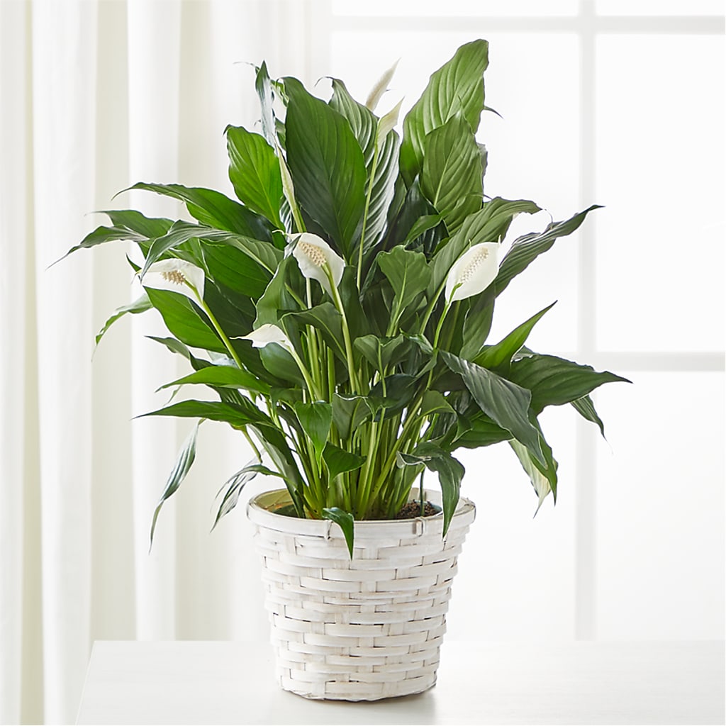 A New Leaf Peace Lily – FRIEND'S FLOWERS, Los Angeles CA