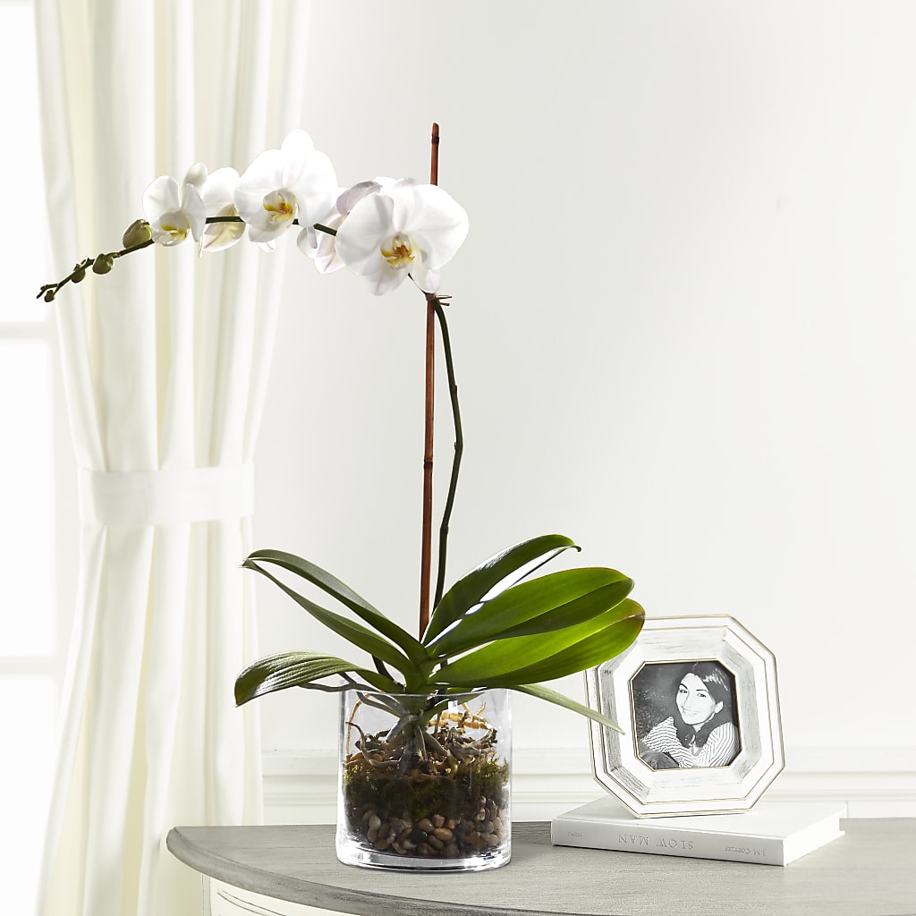 White Orchid Planter – FRIEND'S FLOWERS, Los Angeles CA