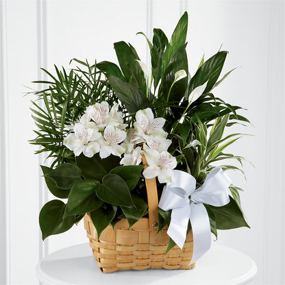 Peace & Serenity Dishgarden – FRIEND'S FLOWERS, Los Angeles CA