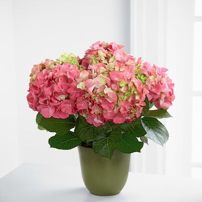 Pink Hydrangea Planter – FRIEND'S FLOWERS, Los Angeles CA