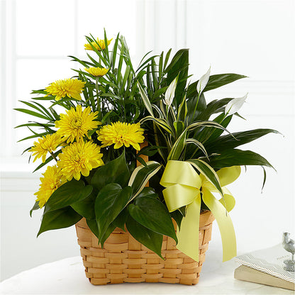 Loving Light Dishgarden – FRIEND'S FLOWERS, Los Angeles CA