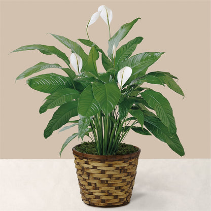 Tranquil Moments Peace Lily Plant – FRIEND'S FLOWERS, Los Angeles CA