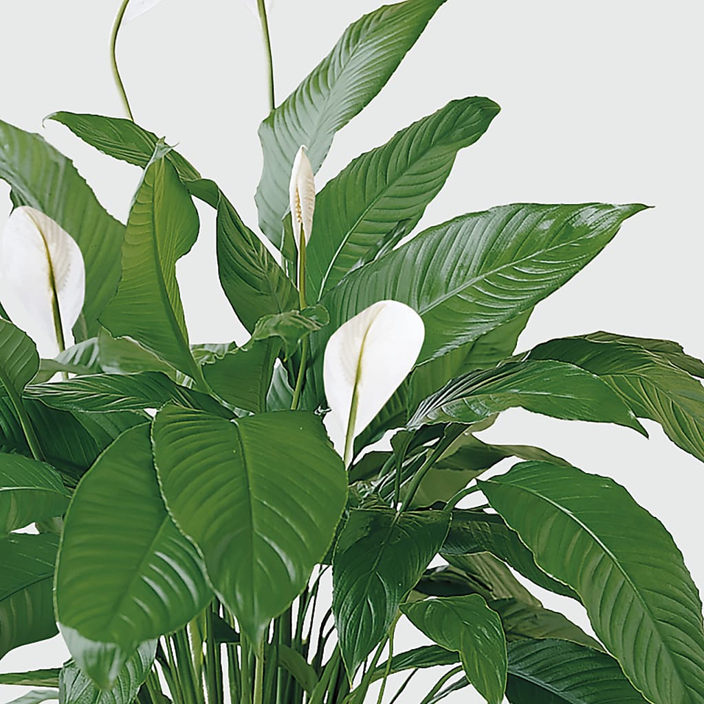 Tranquil Moments Peace Lily Plant – FRIEND'S FLOWERS, Los Angeles CA