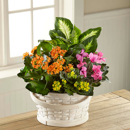 Color Crush Dishgarden – FRIEND'S FLOWERS, Los Angeles CA