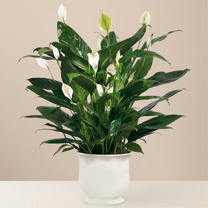 Comfort Planter – FRIEND'S FLOWERS, Los Angeles CA