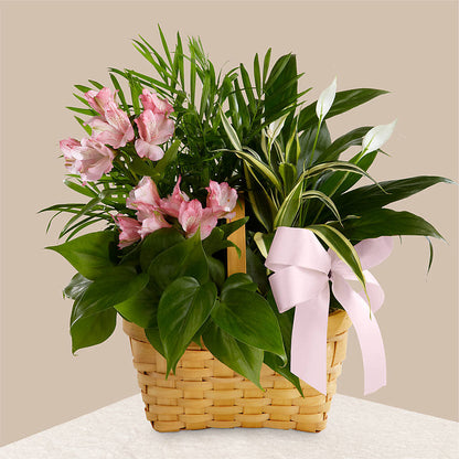 Living Spirit Dishgarden – FRIEND'S FLOWERS, Los Angeles CA