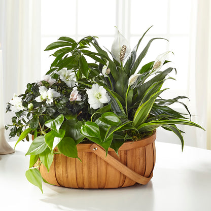 Serene Dishgarden – FRIEND'S FLOWERS, Los Angeles CA