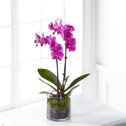 Pink Orchid Plant – FRIEND'S FLOWERS, Los Angeles CA