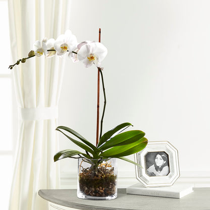 White Orchid Planter – FRIEND'S FLOWERS, Los Angeles CA