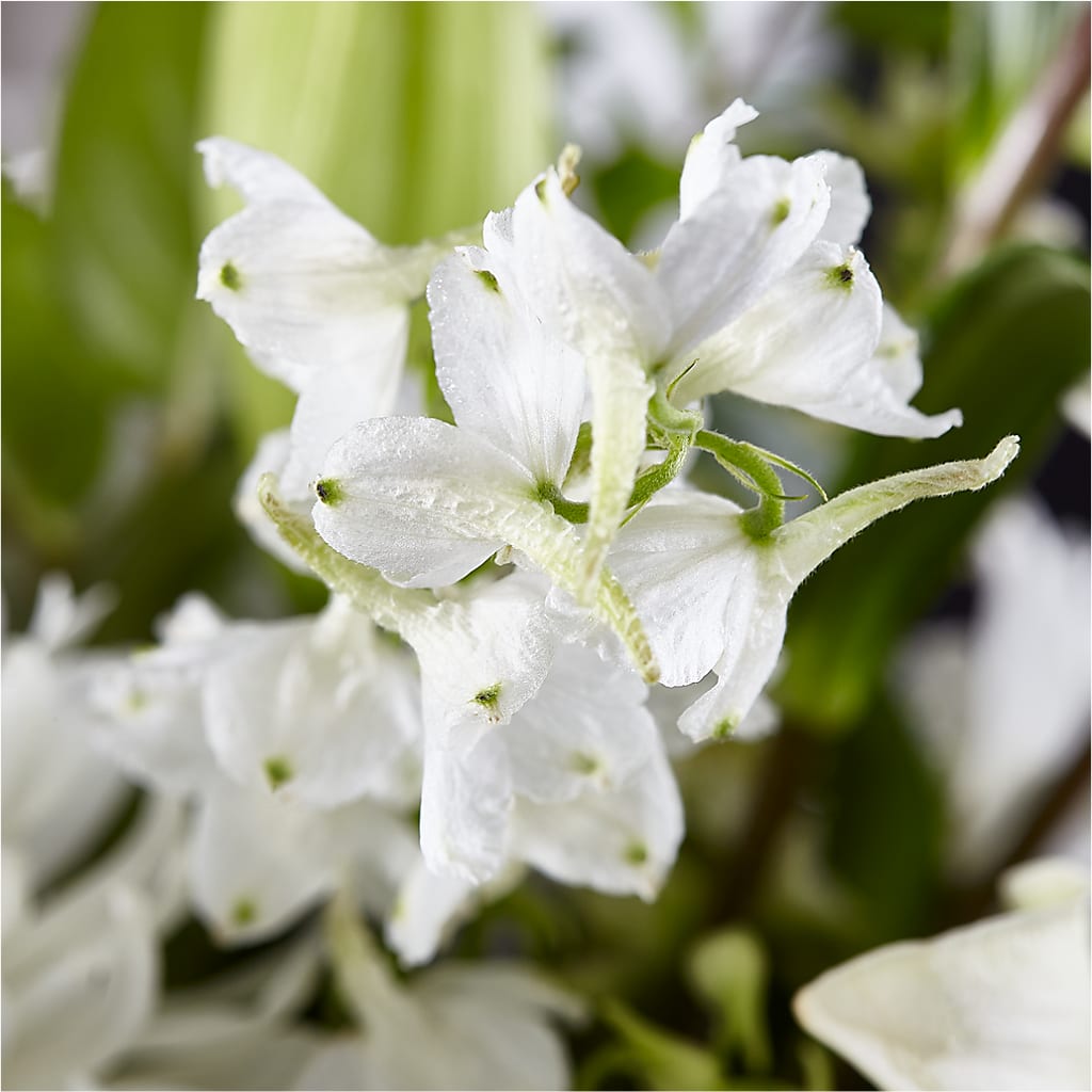 Classic Ivory – A Florist Original – FRIEND'S FLOWERS, Los Angeles CA
